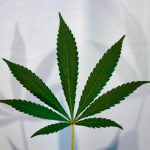 A close-up of a green cannabis leaf against a white background.