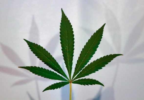 A close-up of a green cannabis leaf against a white background.