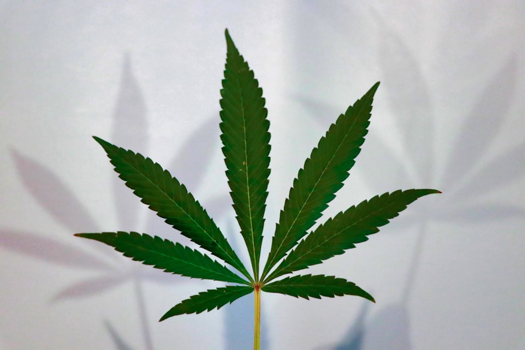 A close-up of a green cannabis leaf against a white background.
