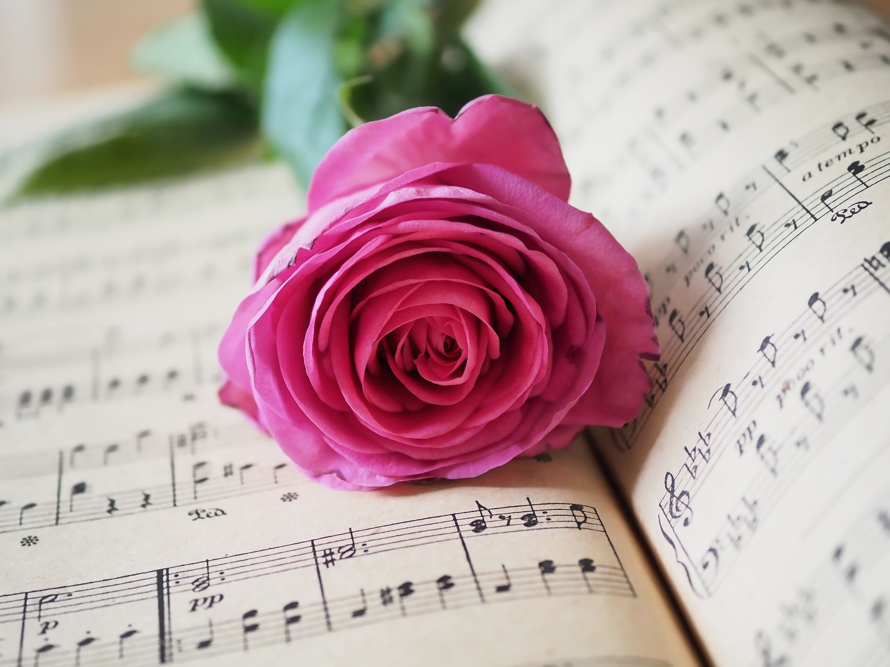 A delicate pink rose rests on a sheet of music, creating a romantic and artistic ambiance. — R’n’B Songs: Understanding the D