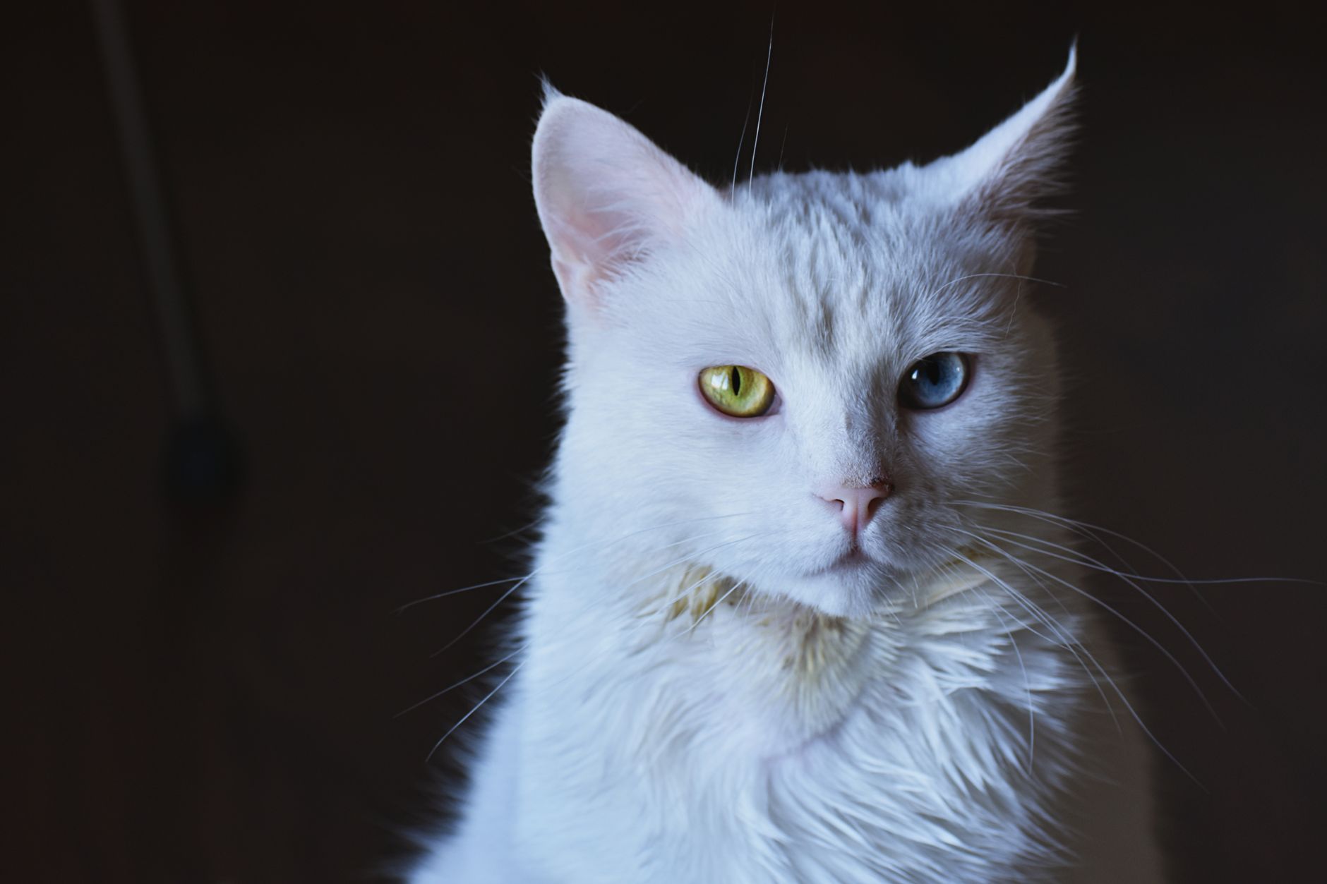 Stunning close-up of a white cat with striking heterochromia eyes. — Professional Craftsmanship and Quality Materials